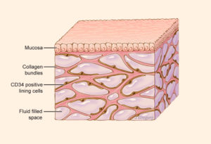 interstitium